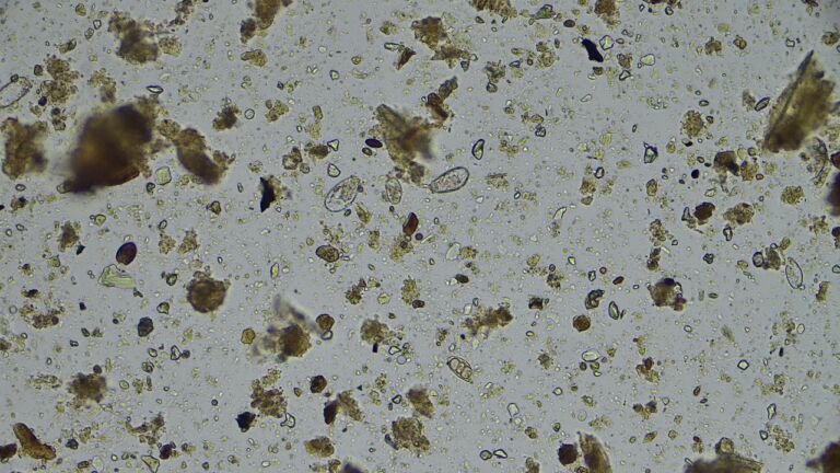 Microscopy & Soil Biology