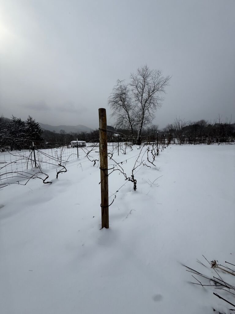 Seasonal Guidance
